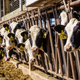 Imagen para el artículo titulado Científicos alemanes enseñan a las vacas a ir al baño con la esperanza de reducir su impacto climático